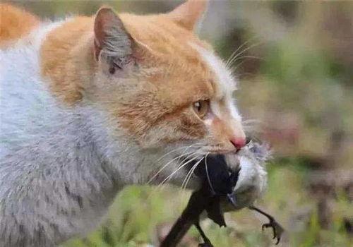 河南都市爆料猫咪事件视频,温情与争议交织的救助瞬间