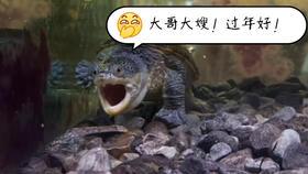 大连探店老虎爆料事件视频,老虎爆料事件视频引发热议